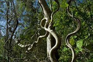 Woody / Monkey ladder vine (Bauhinia glabra) Palo Verde National Park, Costa Rica