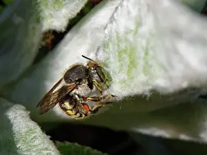 Labiatae Prints: Wool carder bee (Anthidium manicatum) female