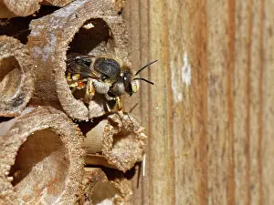 Insect House Prints: Wool carder bee (Anthidium manicatum) female