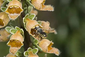 Anthidium Prints: Wool carder bee (Anthidium manicatum) female entering Rusty foxglove (Digitalis ferruginea) flower