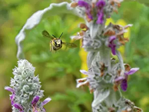 Labiatae Prints: Wool carder bee (Anthidium manicatum) male