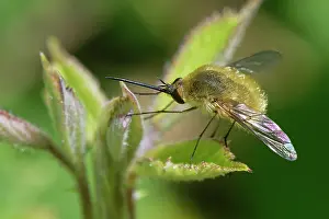 Asiloidea Prints: Woolly bee fly (Systoechus sp.) resting on coastal vegetation, Corfu, Greece. May