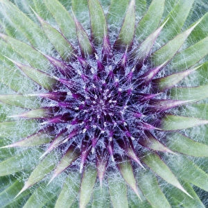 Purple Collection: Woolly / Spear thistle (Cirsium vulgare) close-up of flower showing unopened flowerhead