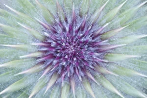 Flowers Collection: Woolly / Spear thistle (Cirsium vulgare) close-up of flower showing unopened flowerhead