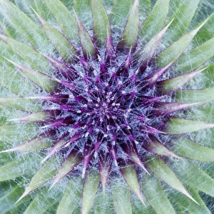 Purple Prints: Woolly / Spear thistle (Cirsium vulgare) close-up of flower showing unopened flowerhead
