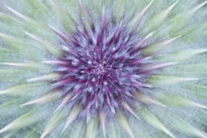 Patterns Prints: Woolly / Spear thistle (Cirsium vulgare) close-up of flower showing unopened flowerhead