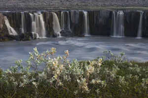 Waterfalls Prints: Woolly willow (Salix lanata) growing by Selfoss waterfall, Jkulsrgljfur National Park