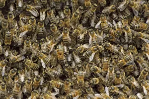 Apis Mellifera Collection: Worker European honey bees (Apis mellifera) in beehive, Suffolk, UK, August