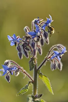 Worker honey bee (Apis mellifera) feeding on nectar of Borage (Borago officinalis)