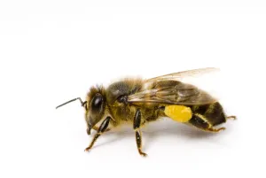 Apis Mellifera Collection: Worker Honey bee (Apis mellifera) with pollen sac on back leg
