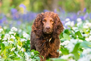 Working cocker spaniel amongst Ramsons and Bluebells (Hyacinthoides non-scripta), Gopher Wood SSSI