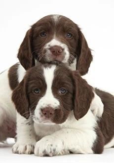 Canis Familiaris Gallery: Working English springer spaniel puppies, age 6 weeks