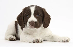 Images Dated 20th March 2014: Working English Springer Spaniel puppy, age 6 weeks, lying with head up