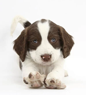 Stretching Gallery: Working English Springer Spaniel puppy, 6 weeks, in play bow