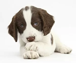 Images Dated 20th March 2014: Working English Springer Spaniel puppy, 6 weeks, lying with crossed paws