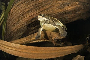2021 January Highlights Collection: Worrells turtle (Emydura subglobosa worrelli), large adult female resting at night
