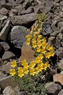 Wreath nasturtium (Tropaeolum polyphyllum) flowering amongst rocks. Paso Vergara, Chile