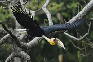 Wreathed hornbill (Aceros undulatus) taking off, Tongbiguan Nature Reserve, Dehong Prefecture