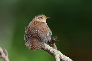 Nannus Troglodytes Prints: Wren (troglodytes troglodytes) male