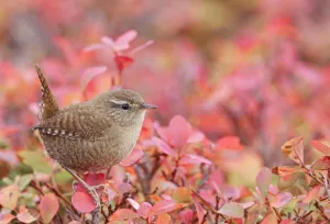 Nordic Countries Prints: Wren (Troglodytes troglodytes) perched amongst autumn foliage. Uto, Finland. October