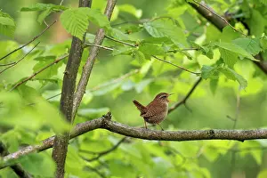 Small Prints: Wren (Troglodytes troglodytes) perched on branch on forest singing, Bavaria, Germany. May