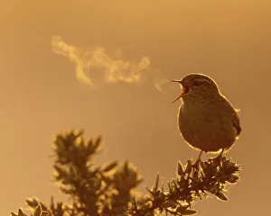 Wren (Troglodytes troglodytes) singing during the morning at St Aidens RSPB reserve near Leeds, UK. April