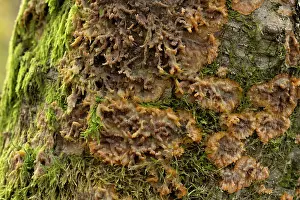 Fungi Prints: Wrinkled crust fungus (Phlebia radiata) growing on birch tree stump