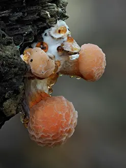Agaricales Prints: Wrinkled peach fungi (Rhodotus palmatus)