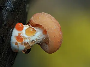 Physalacriaceae Prints: Wrinkled peach fungus (Rhodotus palmatus)