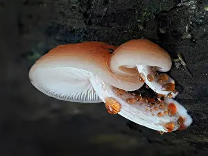 Agaricales Prints: Wrinkled peach fungus (Rhodotus palmatus) mature fungus growing from Elm log showing characteristic guttation