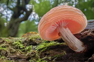 Derbyshire Prints: Wrinkled peach (Rhodotus palmatus) fungus growing on decaying Elm (Ulmus) tree branch