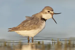 True Plover Prints: Wrybill (Anarhynchus frontalis) standing shallow water with beak wide open. Lake Ellesmere