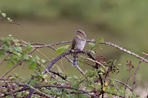 Norfolk Prints: Wryneck (Jynx torquilla) perched on bramble, Norfolk, England, UK. September