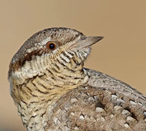 Aboland And Turunmaa Gallery: Wryneck (Jynx torquilla) portrait. Uto, Finland. April