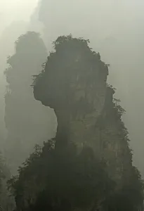 Wulingyuan pine (Pinus spp) trees growing on Apeman Peak. Zhangjiajhie National Forest Park