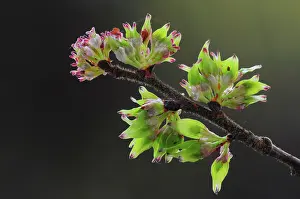 Indoors Prints: Wych elm (Ulmus glabra) blossom, studio shot, Dorset, UK. April