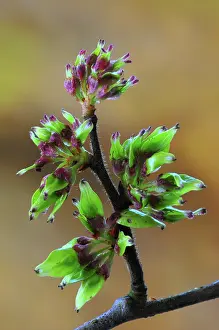 Ulmus Prints: Wych elm (ulmus glabra) close up showing the transition between blossom and seeds forming
