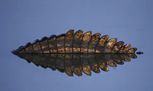 Animal Scale Gallery: Yacare caiman (Caiman yacare) abstract view of tail and reflection at sunrise, Pantanal