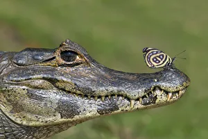 Yacare Caiman (Caiman yacare) with butterfly (Paulogramma pyracmon) resting on its snout