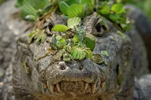 Pantanal Prints: Yacare caiman (Caiman yacare) covered in aquatic plants