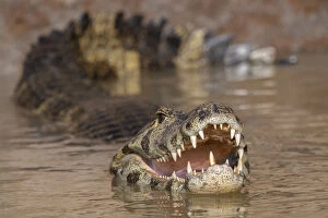 Alligatoridae Gallery: Yacare caiman (Caiman yacare) Cuiaba River, Pantanal, Brazil, August