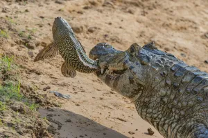 2018 December Highlights Prints: Yacare caiman (Caiman yacare) feeding on Amazon sailfin catfish (Pterygoplichthys