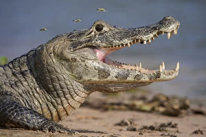 Yacare Caiman (Caiman yacare) gaping to regulate its body temperature, with attendant hoverflies