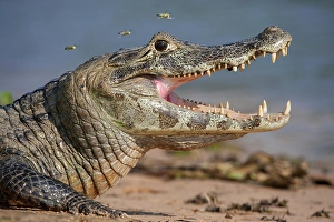 Four Prints: Yacare Caiman (Caiman yacare) gaping to regulate its body temperature