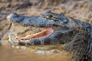 Flowing Water Collection: Yacare caiman (Caiman yacare) with mouth open, head portrait, Cuiaba River, Pantanal, Mato Grosso