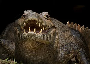 Alligatoridae Gallery: Yacare Caiman (Caiman yacare) with mouth open to keep cool, Pantanal, Brazil