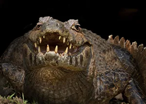 Images Dated 20th August 2010: Yacare Caiman (Caiman yacare) with mouth open to keep cool, Pantanal, Brazil