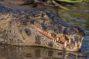 Yacare Caiman, (Caiman yacare) Pantanal Matogrossense National Park, Pantanal, Brazil