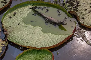 Crocodilian Prints: Yacare caiman (Caiman yacare) resting on Giant water lily (Victoria amazonica)
