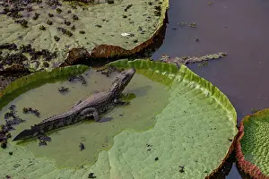 Crocodilian Prints: Yacare caiman (Caiman yacare) resting on Giant water lily (Victoria amazonica)